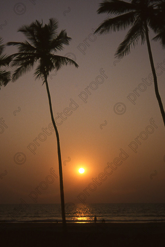 Goa7 
 Sunset over the Arabian Sea, Goa, India 
 Keywords: sunset, Goa, Palm trees, India, Arabian Sea, silhouette, sun, sea, sky, beach, travel, tourism,
