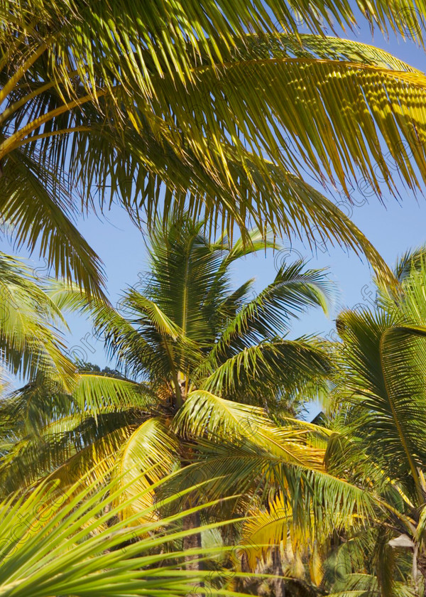 Kerala Palms at Mariri Beach 068 
 Coconut palms, Kerala, Southern India 
 Keywords: trees, palms, coconut, Kerala, India, trees