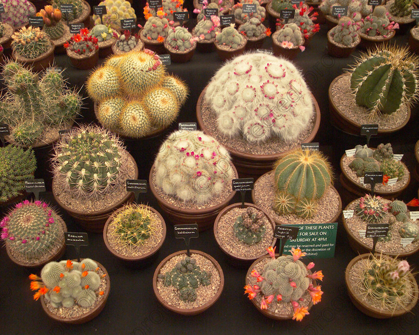 Chelsea 2005013 
 Cacti at RHS Chelsea Flower Show 
 Keywords: Chelsea, flower show, RHS, Cacti