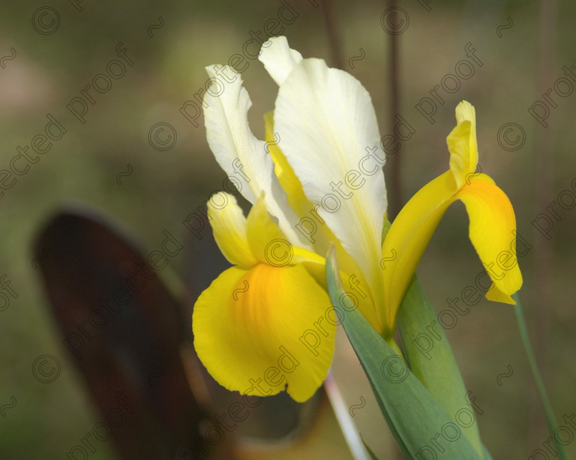 DSF0643 
 Yellow Iris 
 Keywords: iris, flower, plant, garden show, RHS, Chelsea, flora, bloom,