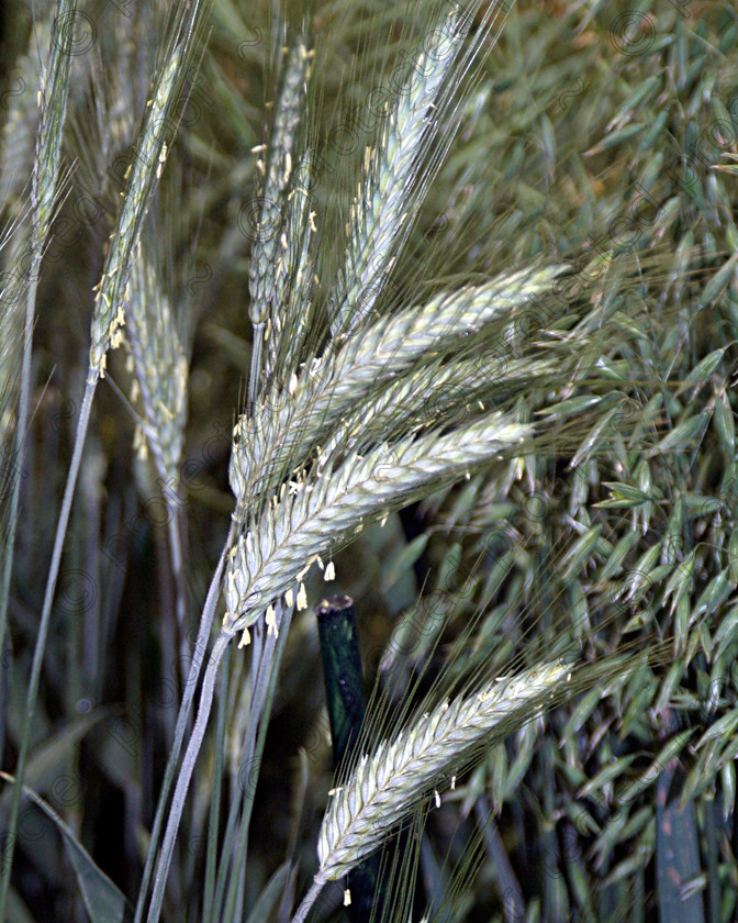 Hampton Court A 042 
 unripe wheat 
 Keywords: Hampton Court, flower show, garden, plants, RHS, flora, corn, wheat, crops, farms,