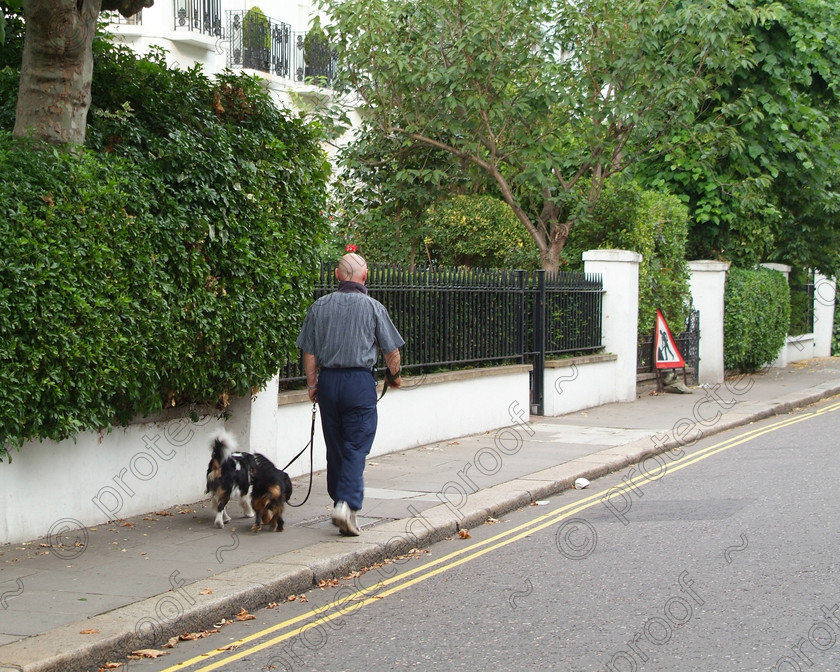 London 031 
 London - South Kensinton on a Sunday. A man walks his dog in a quiet residential street 
 Keywords: London, Kensington, street life, dog walking, recreation, street, lifestyle, city, cities, walking, UK, England, Britain